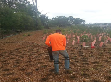 Planting OZ: Parkside at Glenfield Estates