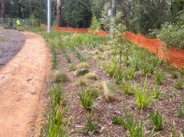 Planting OZ: ELS Hall Park